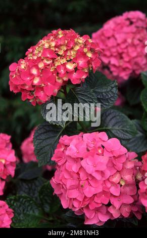 PINK HYDRANGEA MACROPHYLLA FLOWERHEADS IN FULL BLOOM. Stock Photo