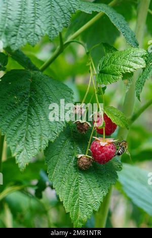 Closeup of red raspberry fruits on twig with green leaves and a bee feeding from a berry Stock Photo