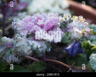 Frost covered ornamental cabbage / flowering kale leaves close up showing ice crystals Stock Photo