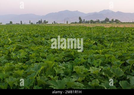 View of a field near Hamadan, Iran Stock Photo