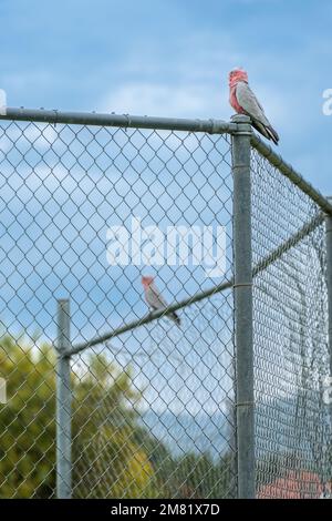 Pair of Gilah birds perching on a wire fence Stock Photo