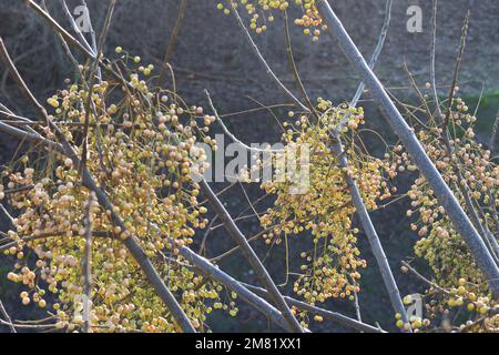 Italy, Lombardy, Persian Lilac, Chinaberry Tree, Melia Azedarach, Fruit in Winter Stock Photo