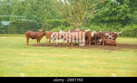 Herd of Watusi resting and lying under the tree in the safari zo park. Watusi longhorn bull eating grass. Group of exotic cows Stock Photo