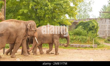 Asian elephant in the beautiful wild Safari Park. Herd of asian elephant family in the park Stock Photo