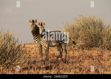 Couple of Zebras during sunset, Juriesdraai, Kunene, Namibia Stock Photo
