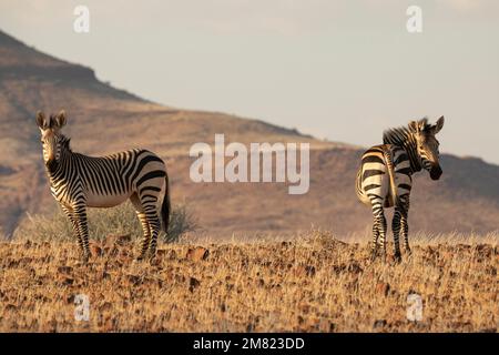 Two Zebras during sunset, Juriesdraai, Kunene, Namibia Stock Photo