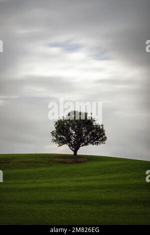 Lonely Tree on a Meadow with moving clouds Stock Photo