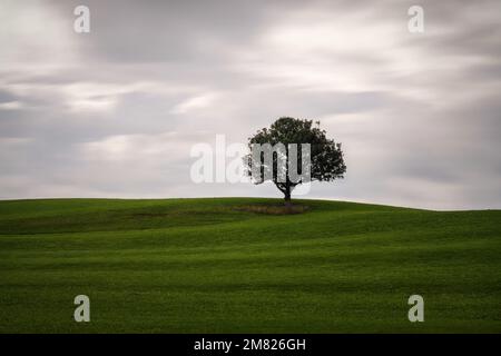 Lonely Tree on a Meadow with moving clouds Stock Photo