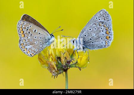 Common blue butterfly (Polyommatus icarus) on horn clover in the morning dew, butterfly, Oldenburger Muensterland, Goldenstedt, Lower Saxony, Germany Stock Photo