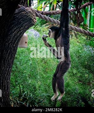 white-handed gibbon Calgary Zoo Alberta Stock Photo