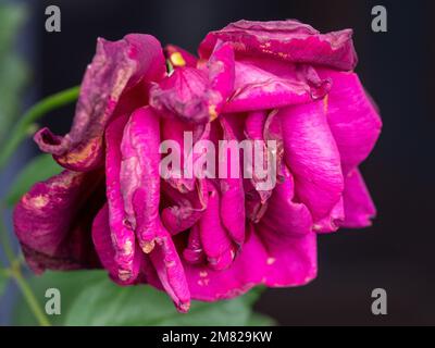 Red Rose Flower, petals curling and shrivelling, black background Stock Photo