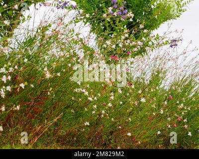 Whirling Butterfly flowers, Gauras,  in abundance flowering in a cottage style Australian coastal garden in Summer, pink and white Stock Photo