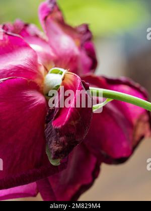 Red Rose flower macro, one wilted petal, from behind perspective, green calyx Stock Photo