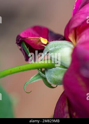 Red Rose flower macro from behind perspective, featuring green calyx Stock Photo