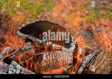 Fire is burning in large bonfire where there large flame of wood fire log embers Stock Photo