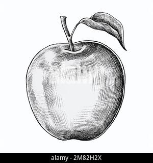 Hand drawn fresh apple vector Stock Vector