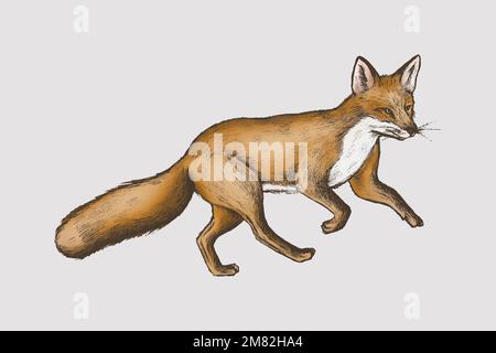 Vintage furry brown fox vector Stock Vector