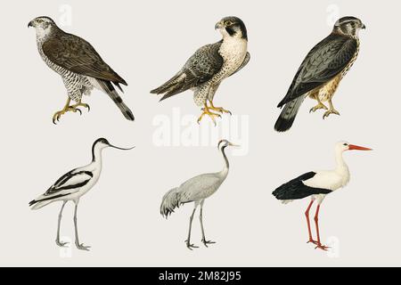 Vector mixed birds and falcons hand drawn set Stock Vector