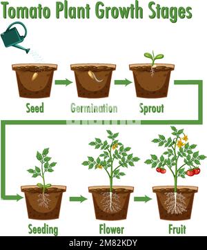 Tomato Plant Growth Stages illustration Stock Vector Image & Art - Alamy