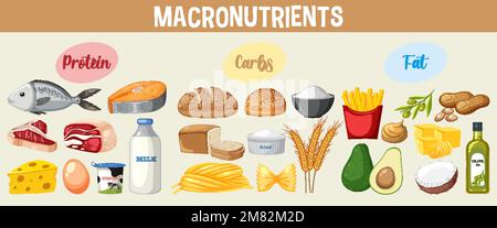 Main food groups macronutrients vector illustration Stock Vector