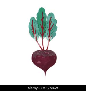 Illustration of red beet in hand drawn cartoon watercolor style isolated on white background. Vector design element. Stock Vector