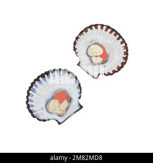 Illustration of scallops in hand drawn watercolor style isolated on white background. Vector design element.  Stock Vector