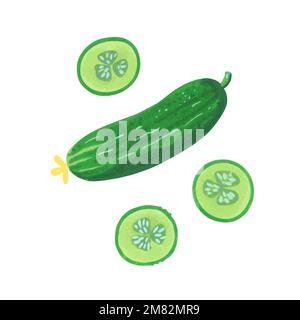 Illustration of cucumber wit slices in hand drawn watercolor style isolated on white background. Vector design element. Stock Vector