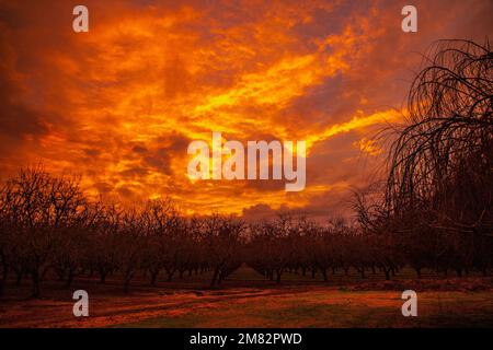 A fiery sunset in Modesto California looking like dragon's breath in January 2023 after the storms Stock Photo
