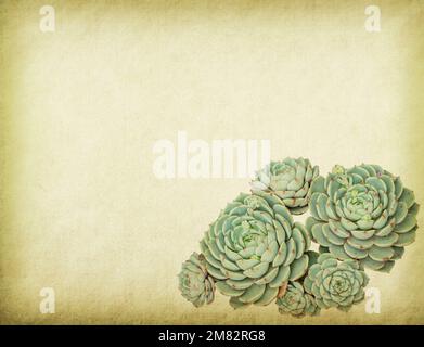 textured old paper background with succulents Stock Photo