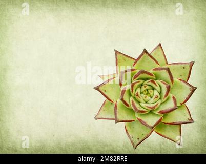 textured old paper background with succulents Stock Photo