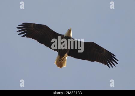 A bald eagle (Haliaeetus leucocephalus) flies directly overhead at Blackwater National Wildlife Refuge, Maryland. Stock Photo