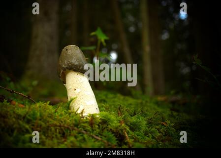 Wild Phallus impudicus mushroom growing on lush green moss in a forest, low angle view. Phallus impudicus, known as the common stinkhorn Stock Photo