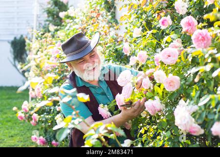 Farming and gardening. Senior man planting flowers at summer garden. Farmer in garden cutting roses. Portrait of mature man taking care of rose bushes Stock Photo