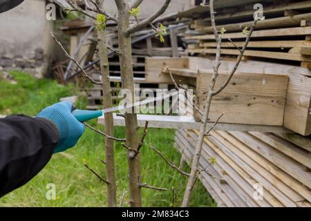 Garden saws are used by men in spring to cut branches from fruit trees. Stock Photo