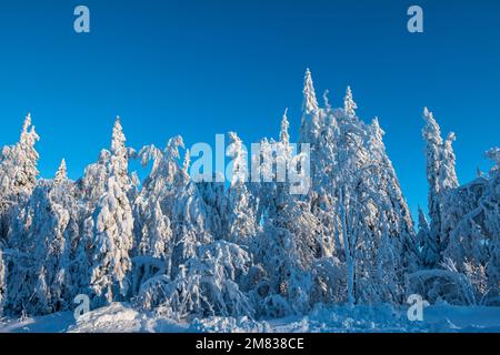 Winter forest covered in snow at sunny day Stock Photo