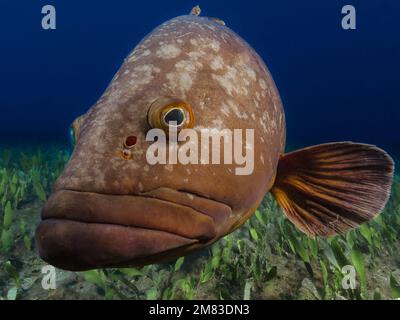 Close up of a Dusky Mediterranean grouper - Epinephelus marginatus Stock Photo