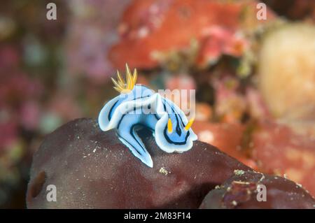 Macro of a Chromodoris lochi nudibranch, common name Loch's chromodoris  crawls across the coral bed of Bali, Indonesia. Stock Photo