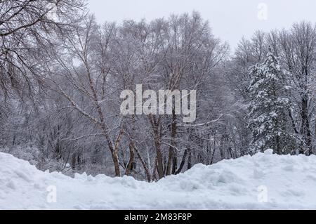 Winter landscape view of snow covered trees on an overcast day, following a winter blizzard Stock Photo