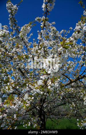 Kirschbäume in voller Blüte Stock Photo