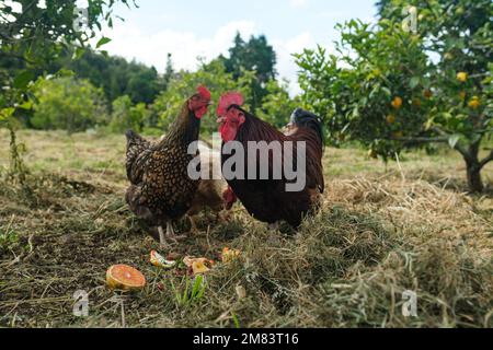 Three free range chickens, a rooster and two hens, feeding on oranges in a citrus orchard Stock Photo