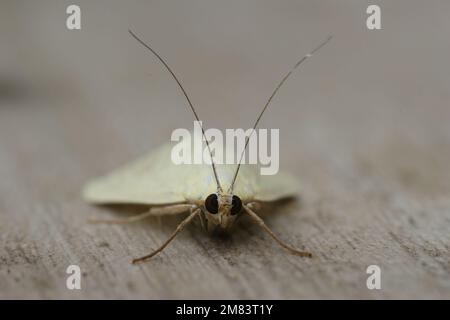 Detailed closeup on the white colored carrot seed moth, Sitochroa palealis, sitting on wood Stock Photo