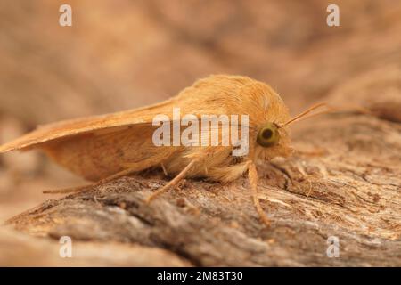 Detailed close on the Mediterranean Scarce bordered straw owlet moth, Helicoverpa armigera, sitting on wood Stock Photo