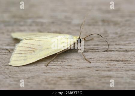 Detailed closeup on the white colored carrot seed moth, Sitochroa palealis, sitting on wood Stock Photo