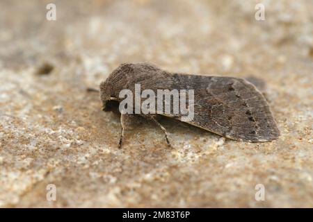 Detailed closeup on the Lead-coloured Drab owlet moth Orthosia populeti sitting on a stone Stock Photo
