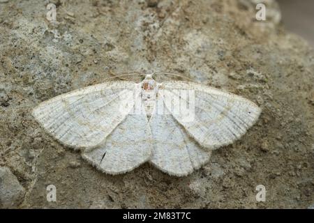 Detailed closeup on the Common wave geometer moth, Cabera exanthemata , with spread wings Stock Photo