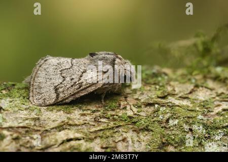 Natural closeup on the pale oak eggar moth, Trichiura crataegi, sitting on wood Stock Photo