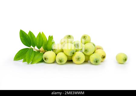 Fresh common myrtle fruits ( Myrtus communis ) on isolated white background Stock Photo