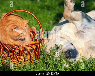 Red cat sits in a basket next to a labrador retriever dog on a green lawn Stock Photo