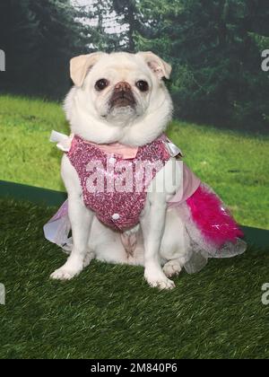 11 January 2023 -Pacific Palisades, California - Atmosphere. the LA Premiere of Dog Gone held at The Bay Theater in Pacific Palisades. (Credit Image: © Fs/AdMedia via ZUMA Press Wire) EDITORIAL USAGE ONLY! Not for Commercial USAGE! Stock Photo