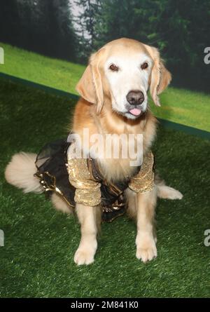 11 January 2023 -Pacific Palisades, California - Atmosphere. the LA Premiere of Dog Gone held at The Bay Theater in Pacific Palisades. (Credit Image: © Fs/AdMedia via ZUMA Press Wire) EDITORIAL USAGE ONLY! Not for Commercial USAGE! Stock Photo